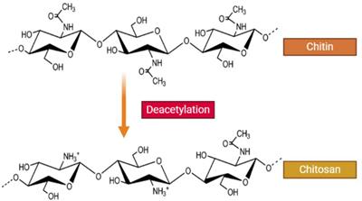 Chitosan-Based Nanoparticles Against Viral Infections